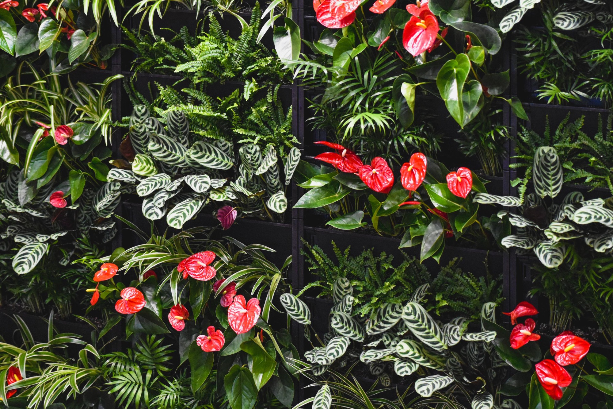 How to create a living wall?